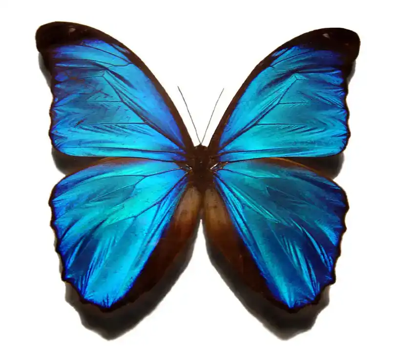 Vlinder detail