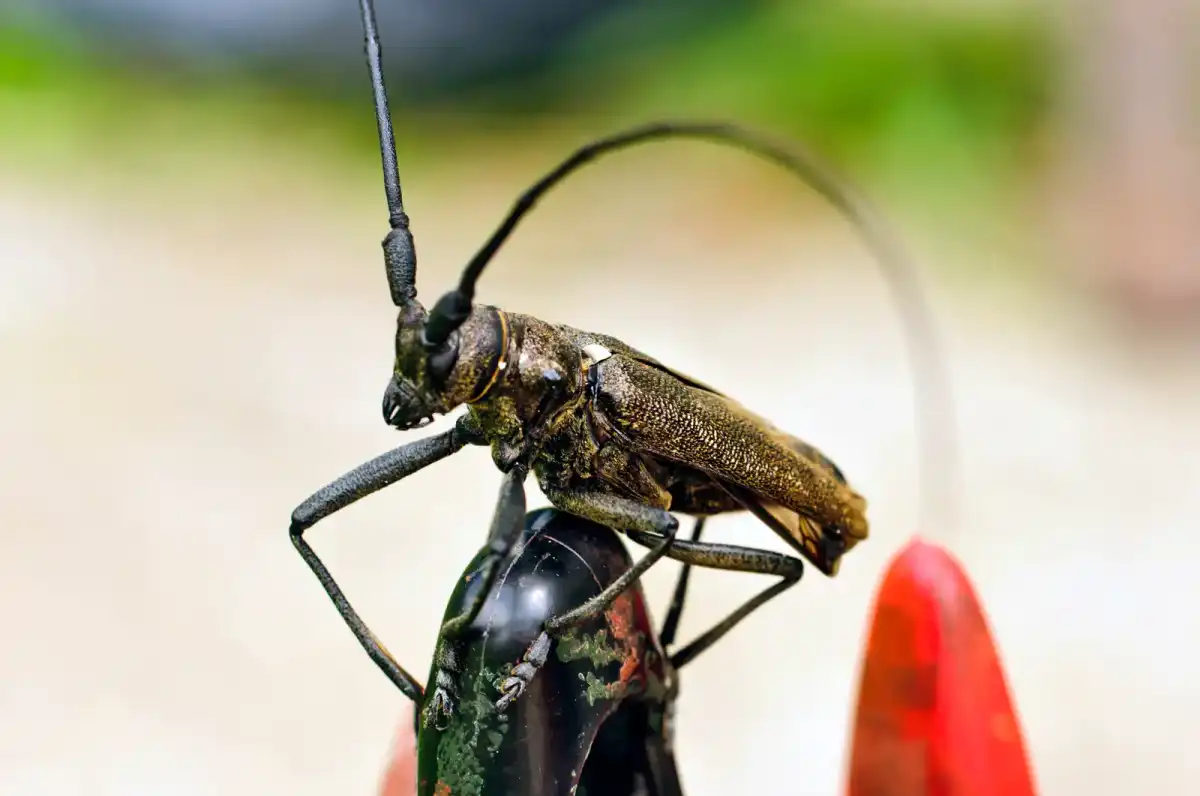 Macro insect close-up